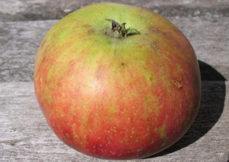Red Astrachan Apple Tree — Radical Roots Nursery